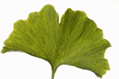 Ginkgoblatt – Bilder kaufen – 948571 StockFood