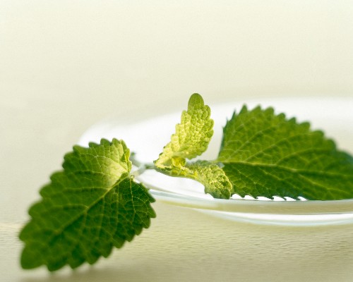 Close-up of melissa leaf on plate