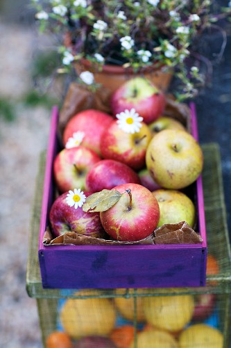 Small Crate of Fall Apples