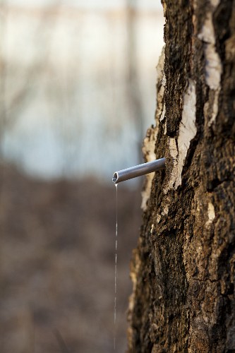 Maple syrup dripping out of a spile in a tree trunk