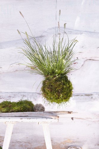 A hanging plant ball made from moss and fountain grass