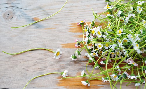 Frisch gepflückte Gänseblümchen auf Holzuntergrund