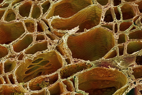 Xylem Bilder Science Photo Library