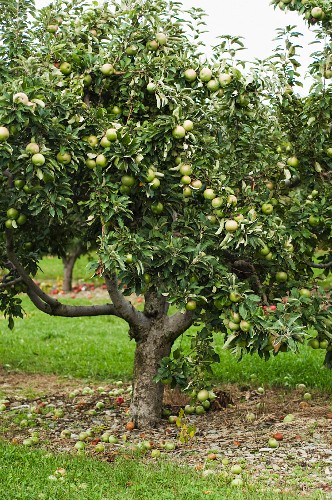 Granny Smith Apple Tree Tree For Sale