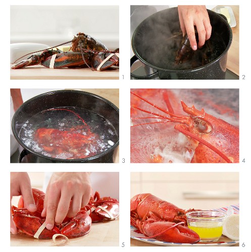 Lobster being cooked (US-English voice-over)