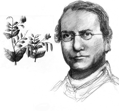 Gregor Mendel Bilder Science Photo Library