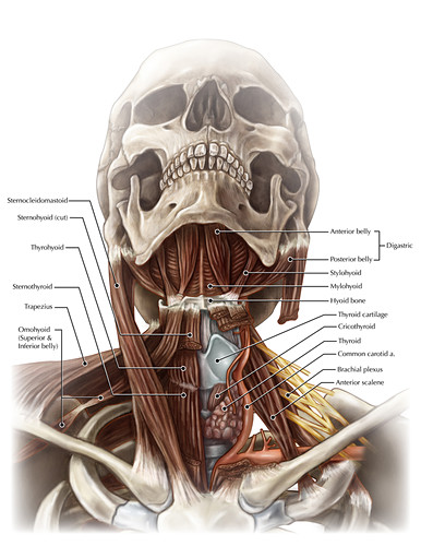 Halsmuskeln Bilder Science Photo Library
