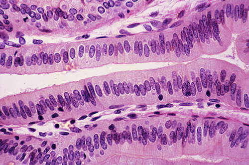 Épithélium cylindrique simple Photos Science Photo Library