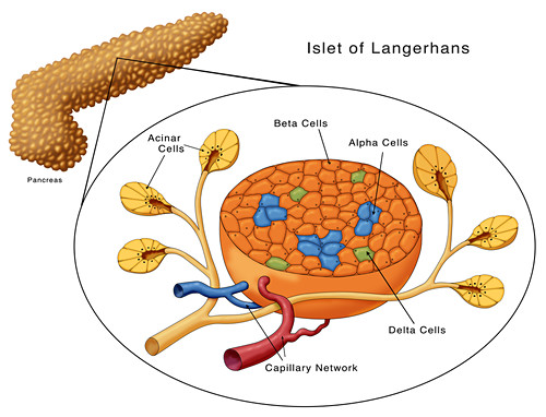 Îlot de Langerhans Photos Science Photo Library