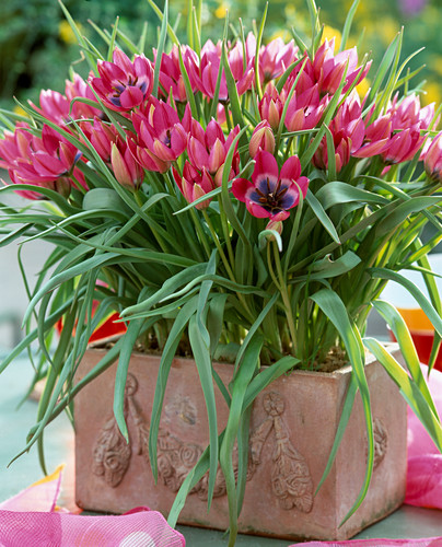 Tulipa Pulchella violacea (mini-wild tulip)