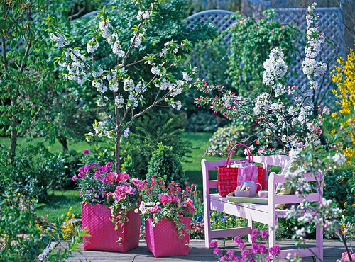 Prunus (Sweet Cherry), Malus (Ornamental Apple), Tulipa 'Peach Blossom'