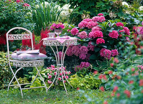 Schattenbeet mit Hydrangea macrophylla … Bild kaufen 12145595