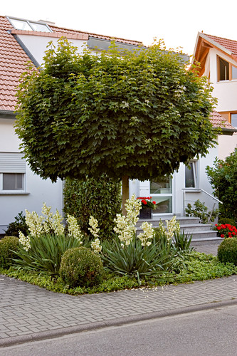 Kugelbaum Bilder GartenFotos kaufen Gartenbildagentur Friedrich Strauss