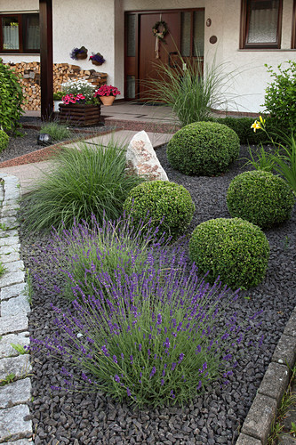 Vorgarten Mit Lavandula Lavendel Bild Kaufen 12162483 Friedrich Strauss Gartenbildagentur