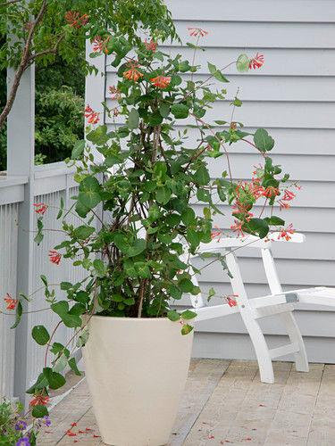 SCARLET Bilder Friedrich Strauss Gartenbildagentur