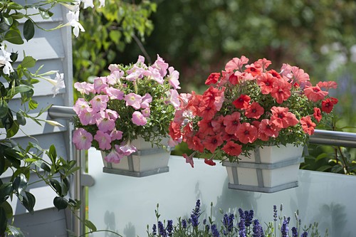 Geländer Bilder Friedrich Strauss Gartenbildagentur