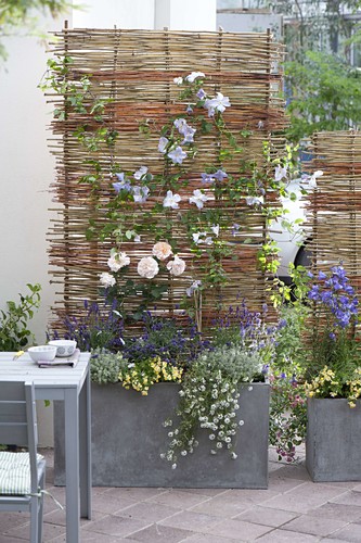 Weidengeflecht Bilder Friedrich Strauss Gartenbildagentur