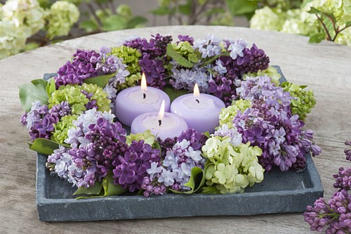 Duftendes Bilder Friedrich Strauss Gartenbildagentur