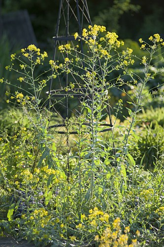 Nutzpflanzen Bilder GartenFotos kaufen Gartenbildagentur Friedrich