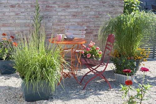 Spartina Bilder Friedrich Strauss Gartenbildagentur