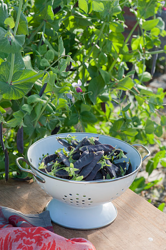 Erbsen Bilder Friedrich Strauss Gartenbildagentur