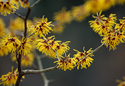 Japanische Zaubernuss Bilder GartenFotos kaufen Gartenbildagentur