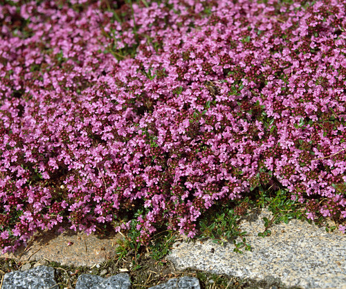 THYMUS SERPYLLUM ‘COCCINEUS’ Bild kaufen 12207181 Friedrich Strauss