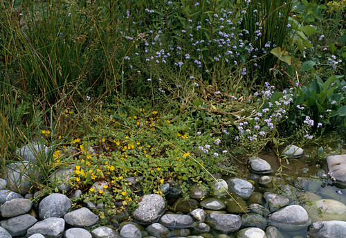 Uferbepflanzung Bilder GartenFotos kaufen Gartenbildagentur