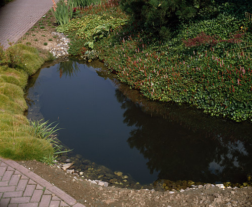 Uferbepflanzung Bilder GartenFotos kaufen Gartenbildagentur
