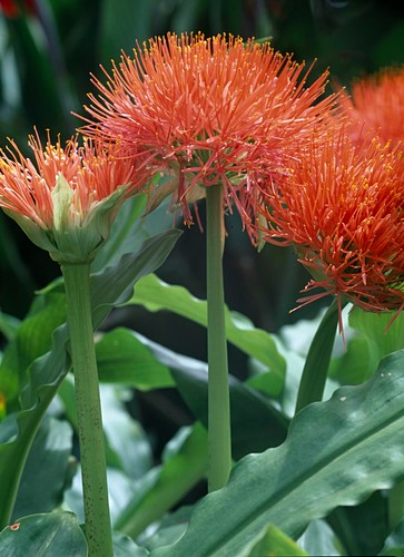 Blutblume Bilder GartenFotos kaufen Gartenbildagentur Friedrich Strauss