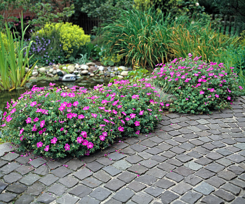 Uferbepflanzung Bilder Friedrich Strauss Gartenbildagentur