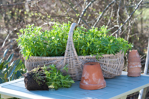 Weidenkorb Bilder Friedrich Strauss Gartenbildagentur