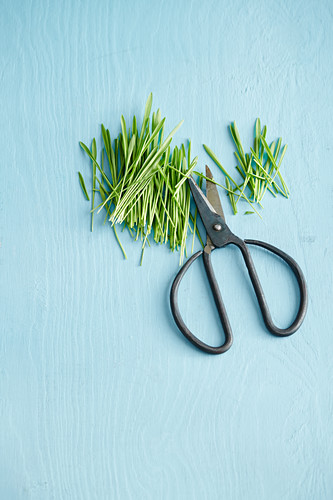 Cereal grasses with herb scissors