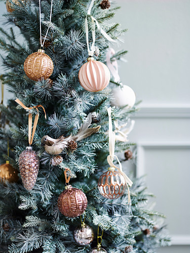 Tannenbaum Bilder GartenFotos kaufen Gartenbildagentur Friedrich Strauss