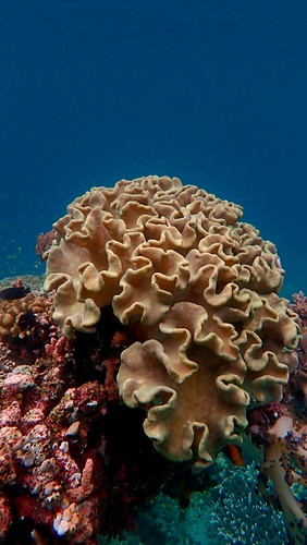 Corail Photos Science Photo Library