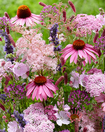 Wiesenknopf Bilder Friedrich Strauss Gartenbildagentur