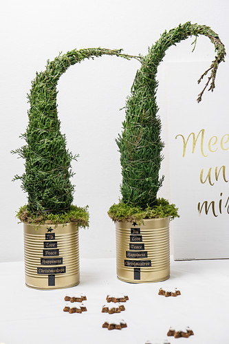 Little Christmas trees in tin cans painted gold