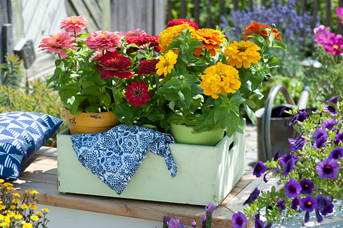 Zinnia Bilder Friedrich Strauss Gartenbildagentur