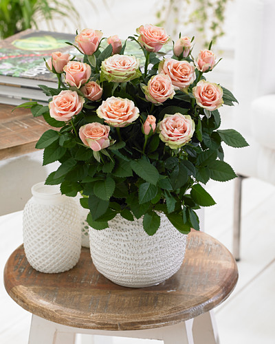 Lachsfarben Bilder Friedrich Strauss Gartenbildagentur