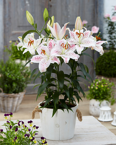 Lilien Bilder GartenFotos kaufen Gartenbildagentur Friedrich Strauss