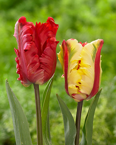 Tulipa Parrot Bilder Friedrich Strauss Gartenbildagentur