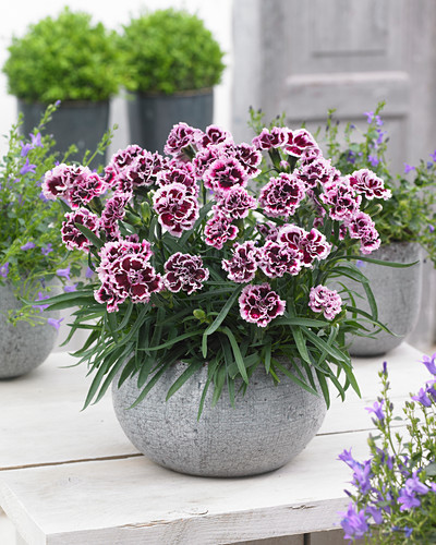 Dianthus Odessa Bilder Friedrich Strauss Gartenbildagentur