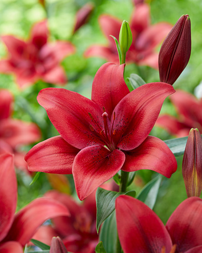 Lilien Bilder Friedrich Strauss Gartenbildagentur