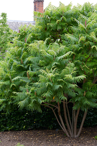 Essigbaum Bilder GartenFotos kaufen Gartenbildagentur Friedrich Strauss