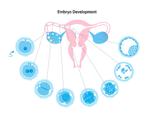 Vagina Bilder Science Photo Library