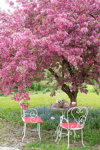 Zierbaum Bilder GartenFotos kaufen Gartenbildagentur Friedrich Strauss