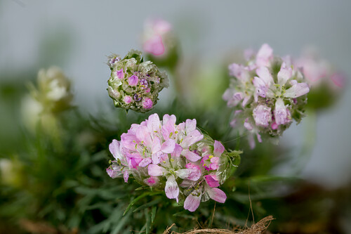 StrandGrasnelke Bilder GartenFotos kaufen Gartenbildagentur