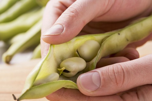Broad beans being shelled