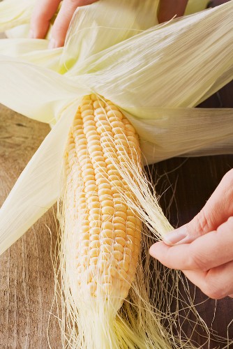 A corn cob being cleaned