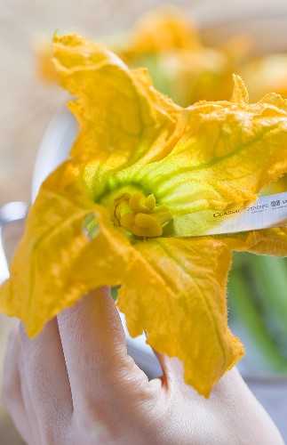 A courgette flowers being prepared for filling